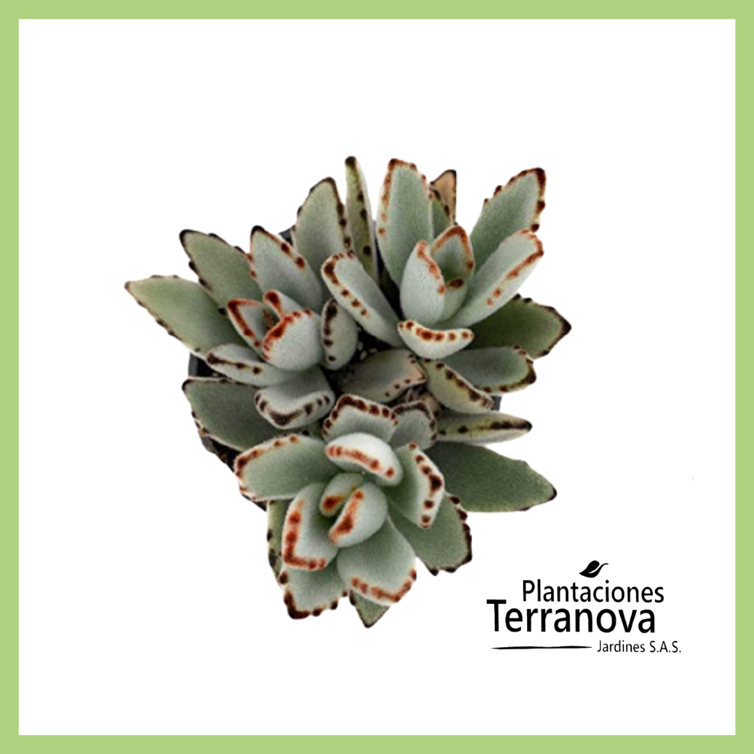 KALANCHOE TORMENTOSA