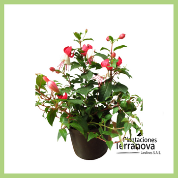 Imagen del producto FUCSIA