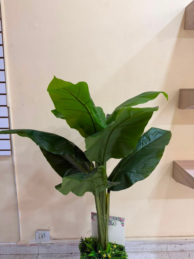 PLANTA DE HOJA GRANDE