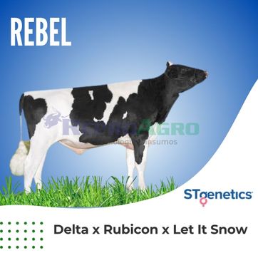 REBEL - imagen 1
