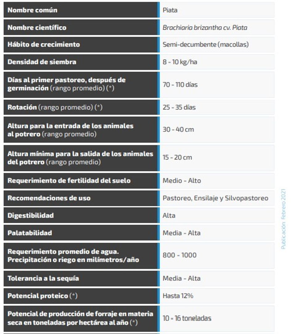 Piata Brachiaria Brizantha  x Kilo
