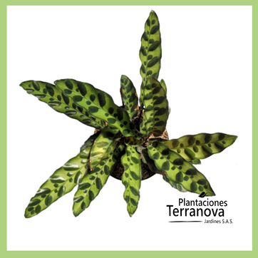 CALATHEA GOEPPERTIA - imagen 1