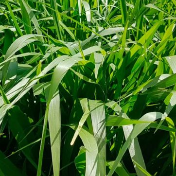 Imagen del producto BRACHIARIA DECUMBENS BLS X 1 kg 