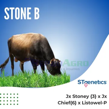 STONE B - imagen 1