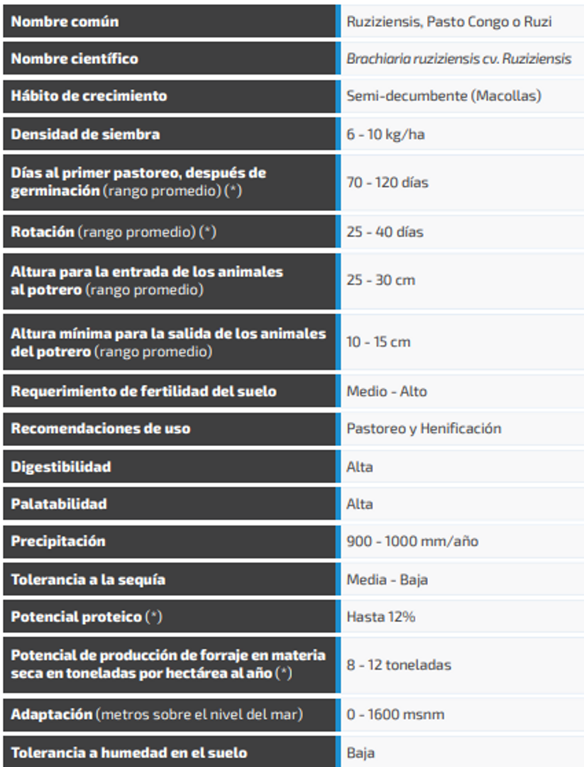 Pasto Congo Brachiaria Ruziziensis x Kilos