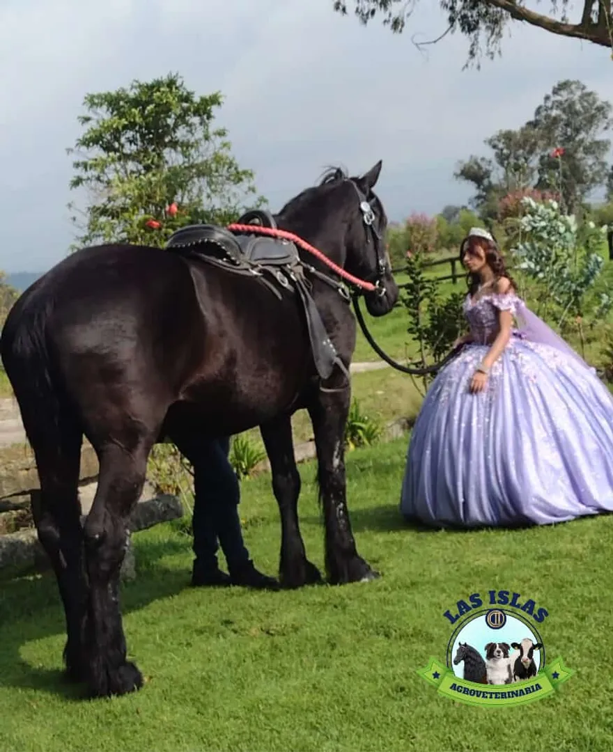 ALQUILER DE CABALLO PARA EVENTO