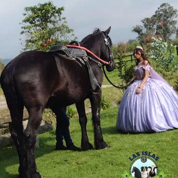 ALQUILER DE CABALLO PARA EVENTO - imagen 1