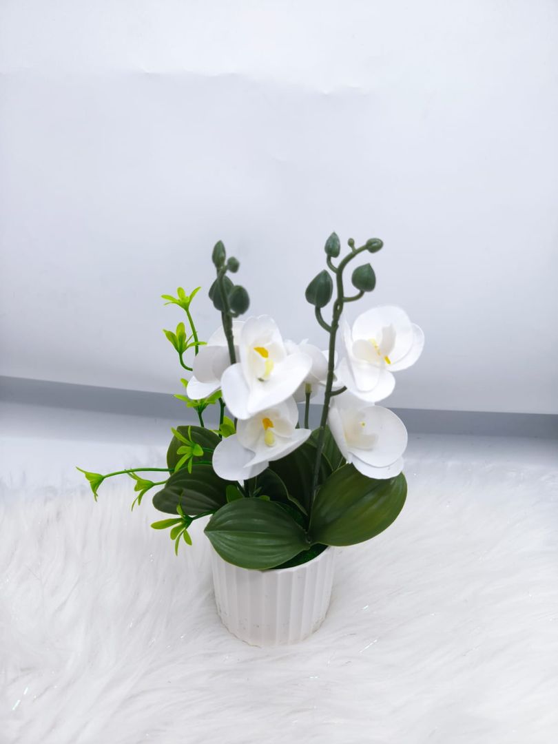 MATER ORQUIDEA JM012