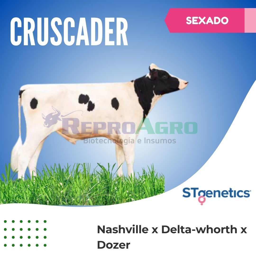 CRUSCADER SEXADO