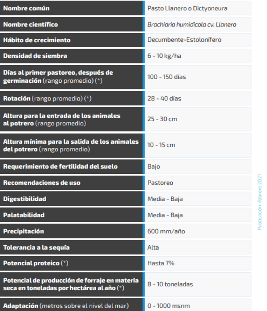 Llanero Brachiaria -Dictyoneura x Kilo