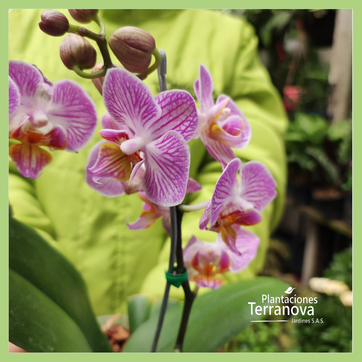 ORQUIDEA MEDIANA - imagen 3