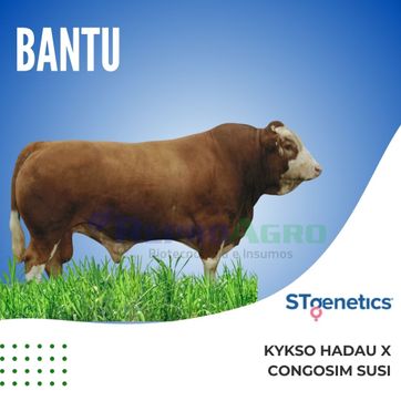 BANTU - imagen 1