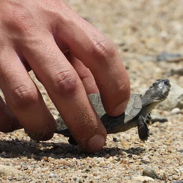 Liberación de Tortugas Estación Cocorná - imagen 1