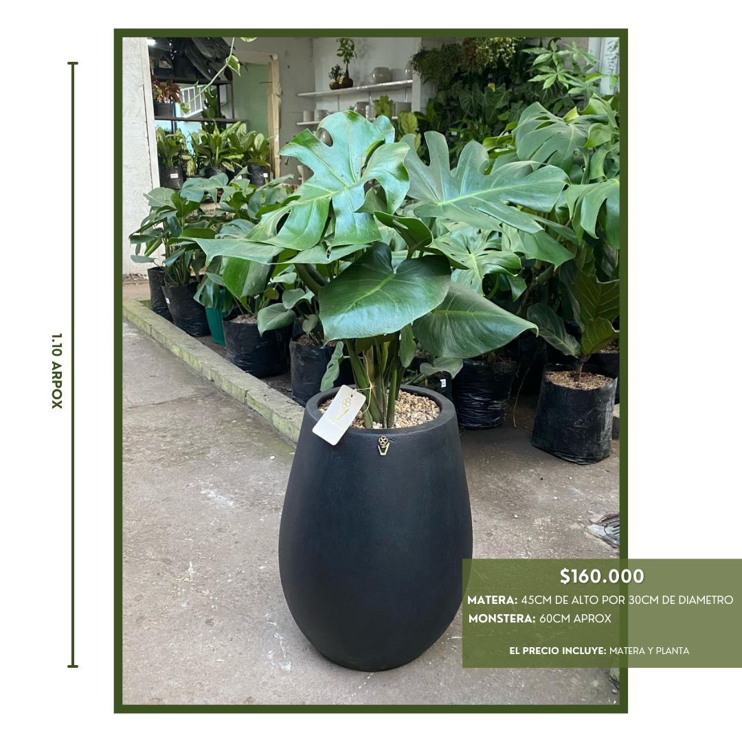 PROMO ELIGE TU FAVORITA