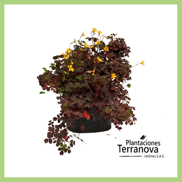 TREBOL MORADO EXTERIOR - imagen 1