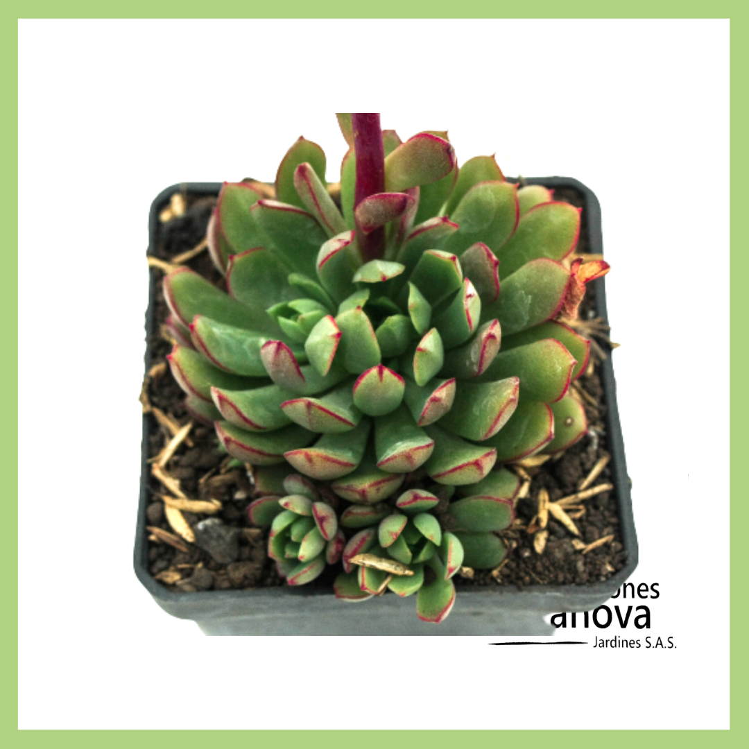ECHEVERIA RED TIPS
