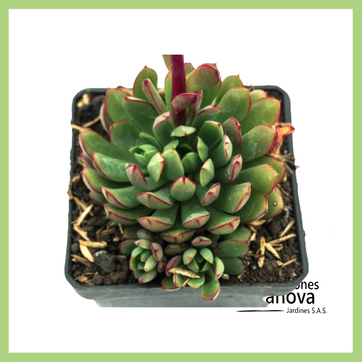Imagen del producto ECHEVERIA RED TIPS