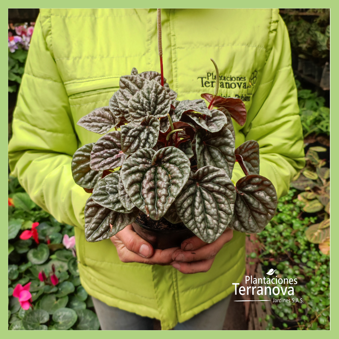 PEPEROMIA VELITAS MORADA