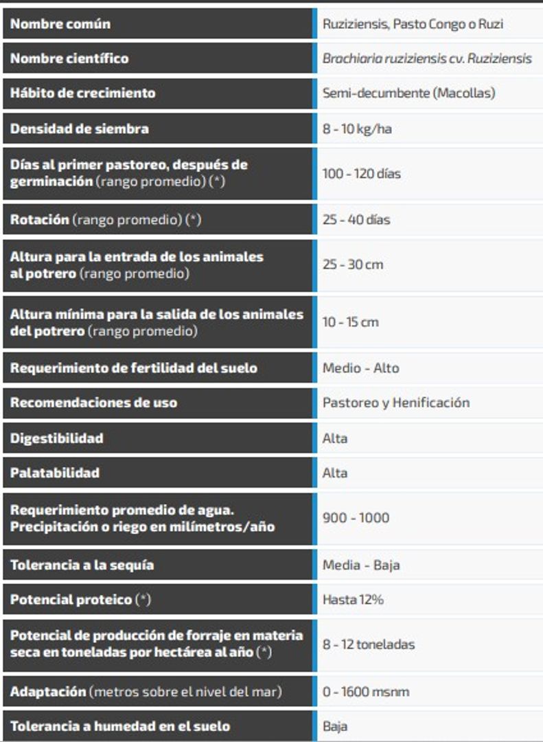 Pasto Congo Brachiaria Ruziziensis (Incrustada) x Kilo