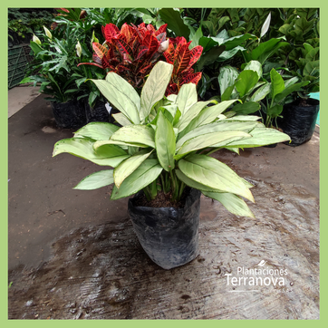 AGLONEMA BLANCA - imagen 2