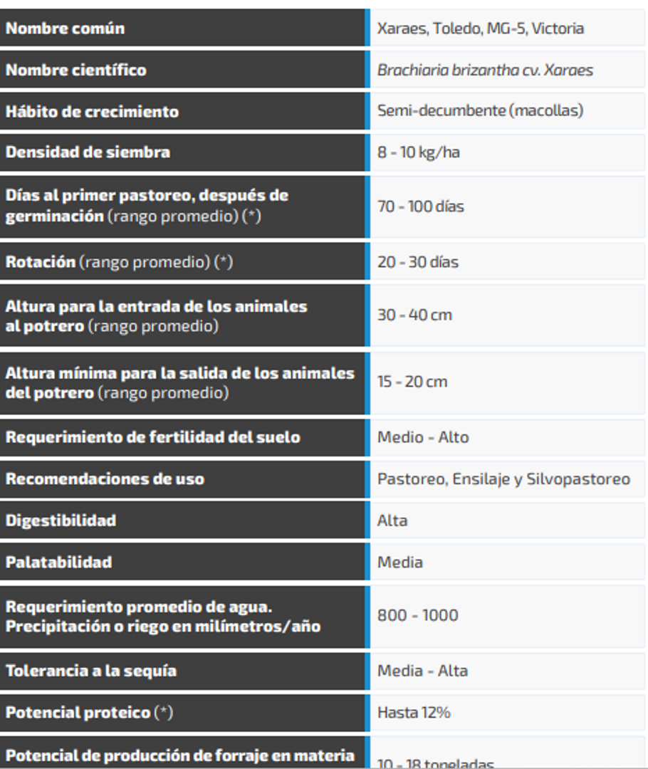 Toledo Brachiaria Brizantha Xaraés (Incrustada) x Kilo