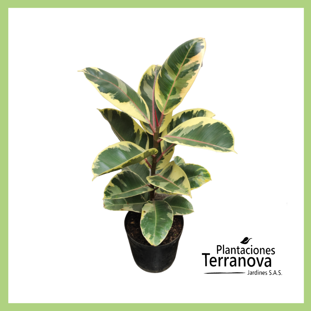 FICUS ELASTICO VARIEGADO 