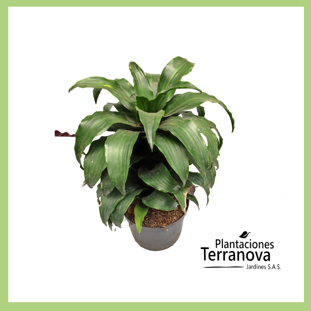 DRACAENA VERDE