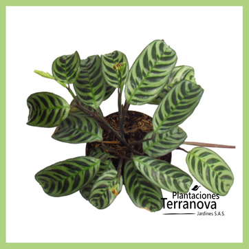 CALATHEA BURLE MARX - imagen 1