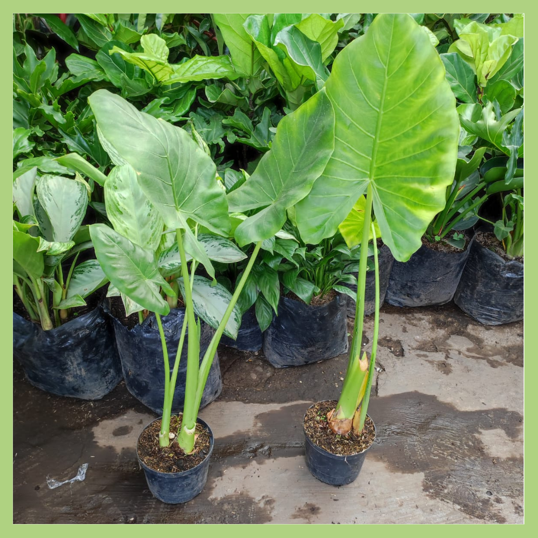 ALOCASIA OREJA DE ELEFANTE