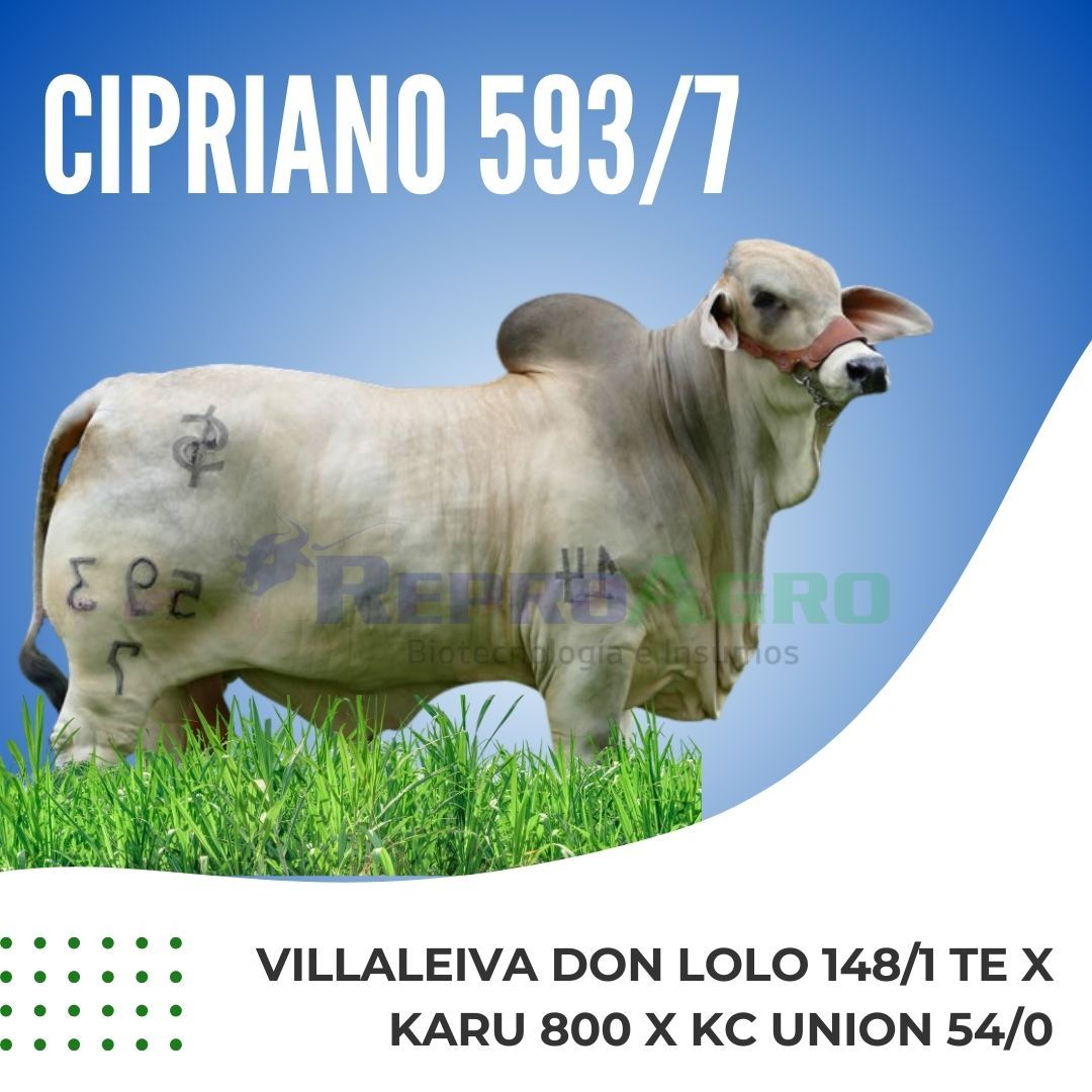 CIPRIANO