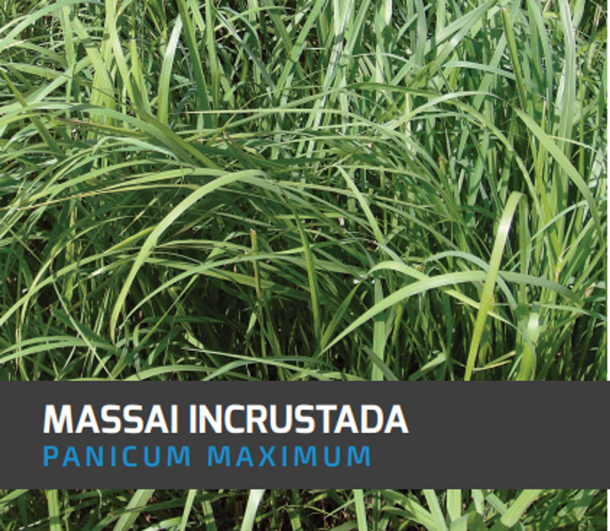 Massai Guinea Panicum Maximum  (Incrustada) x Kilo