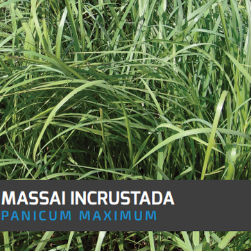 Massai Guinea Panicum Maximum  (Incrustada) x Kilo - imagen 1