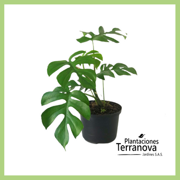 MONSTERA MINI (RAPHIDOPHORA TETRASPERMA)  - imagen 1