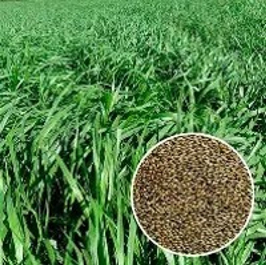 Piata Brachiaria Brizantha  x Kilo