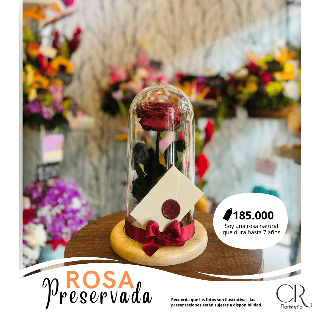 Rosa Preservada