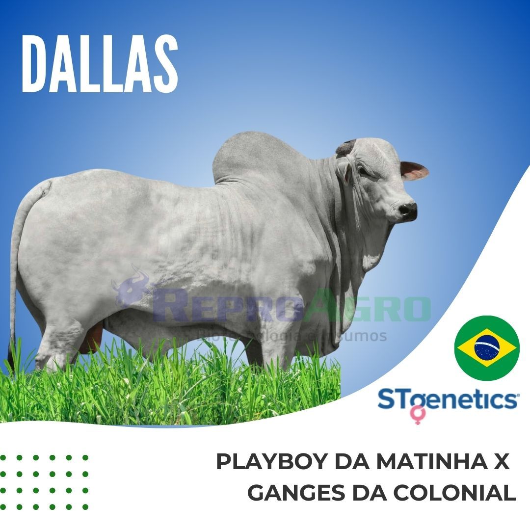 DALLAS