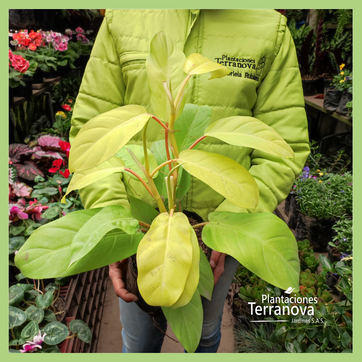 PHILODENDRON LIMON - imagen 2