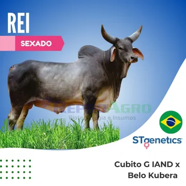 REI SEXADO - imagen 1