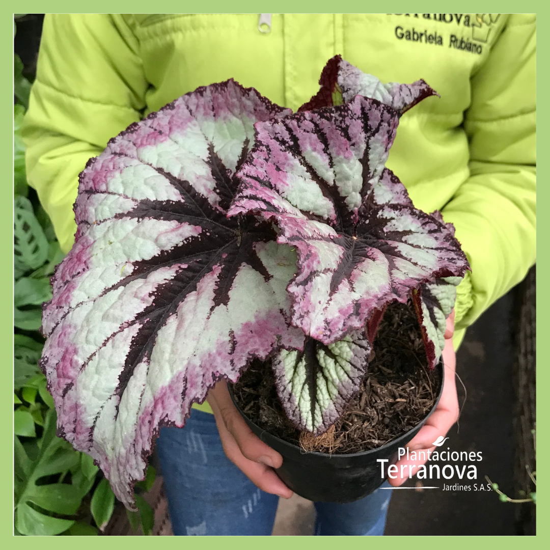 BEGONIA REX