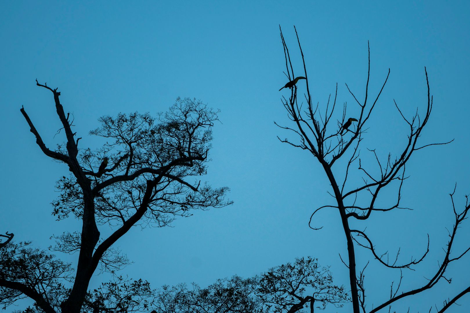 Avistamiento de Aves / Bird watching 