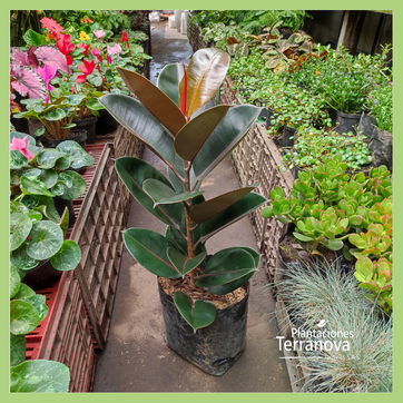 FICUS ELASTICA BURGUNDY - imagen 2