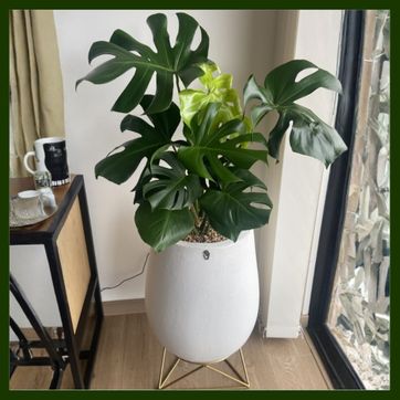 Imagen del producto COMBO MONSTERA DELICIOSA