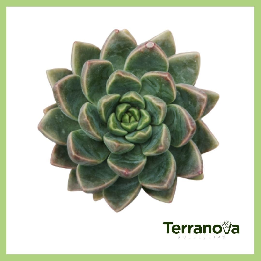 ECHEVERIA ELEGANS ALBICANS