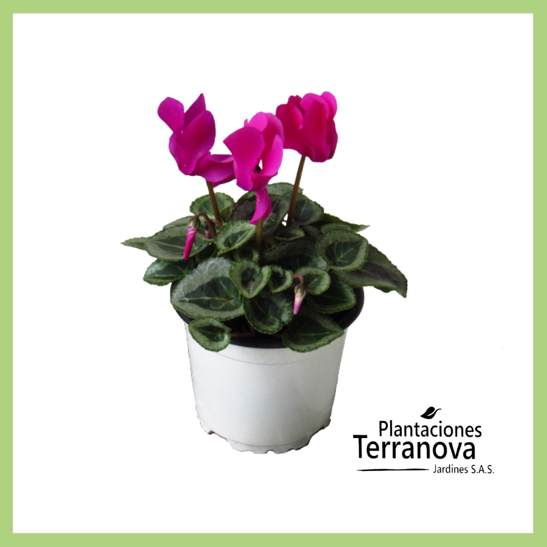 VIOLETA DE LOS ALPES MINI