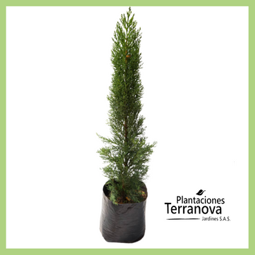 PINO VELA - imagen 1