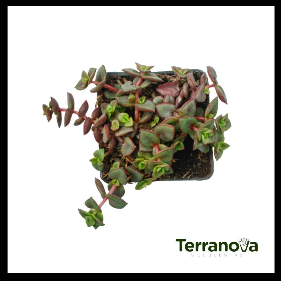 CRASSULA PELLUCIDA