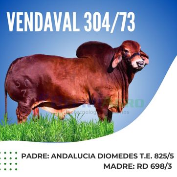 VENDAVAL - imagen 1