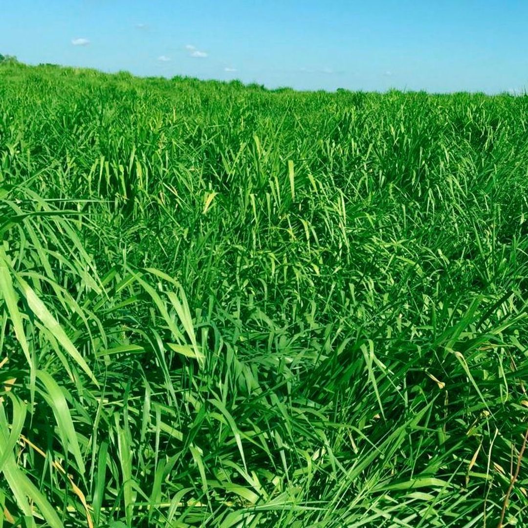  Toledo Brachiaria Brizantha Xaraés  x Kilo