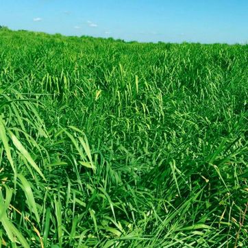Imagen del producto  Toledo Brachiaria Brizantha Xaraés  x Kilo