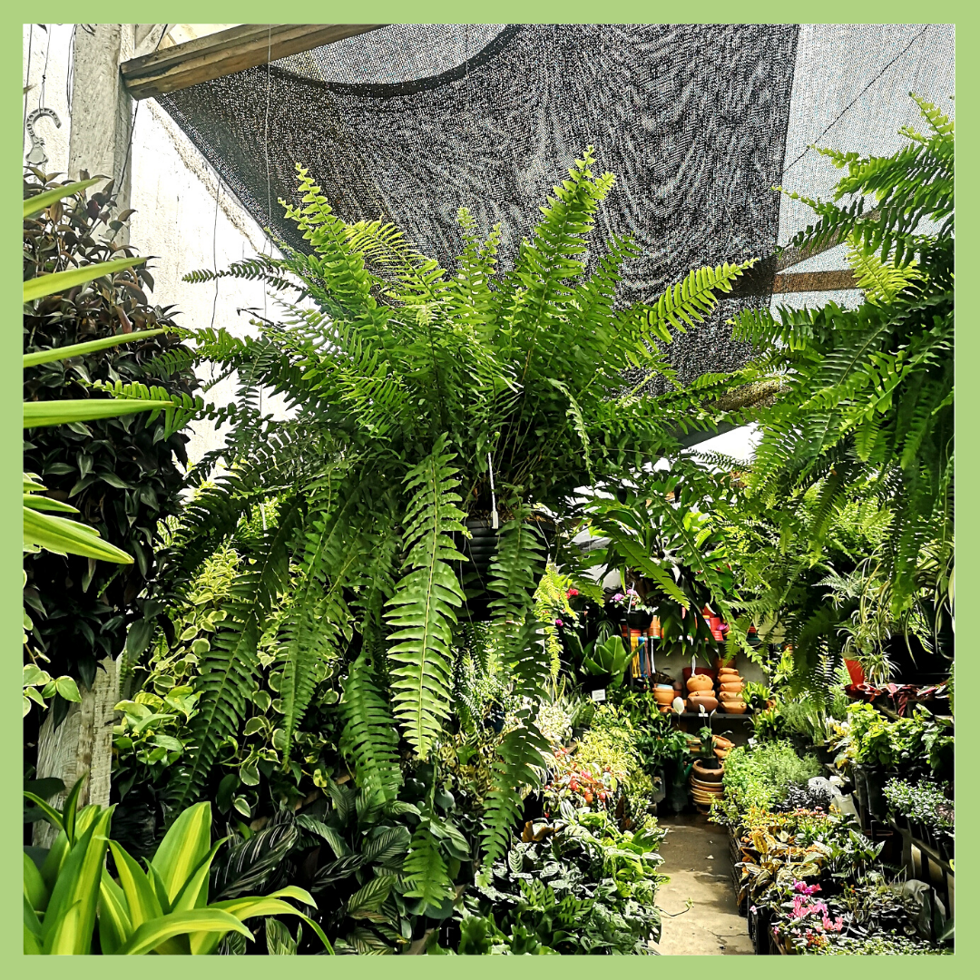 CANASTA HELECHO BOSTON